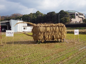 刈り取られた田んぼの中央に作られた稲わらのヘラクレスオオカブトのモニュメントの写真