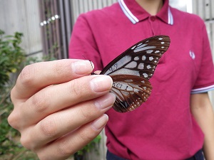 蝶の羽に日付とIDが書かれている状態の写真