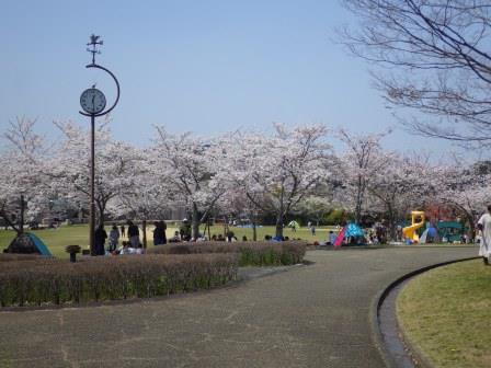 公園に並んで植えてある桜が満開の様子の写真
