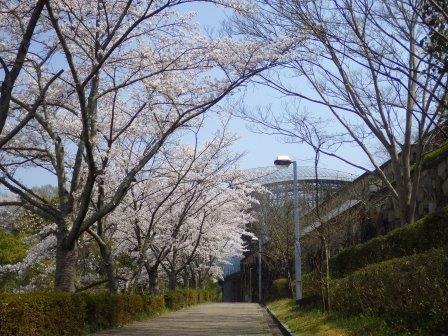 道に沿って咲き誇る桜の木々の写真