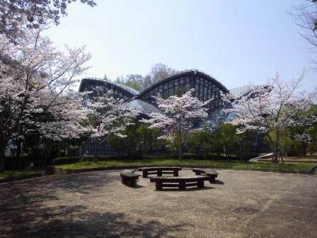 昆虫館の手前に咲き誇る桜の木々とベンチの写真