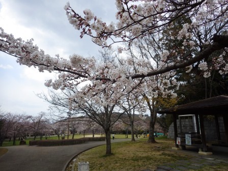 真っ白な花が満開の桜の枝の写真