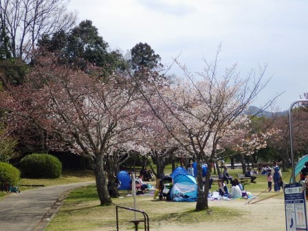 桜が満開の木やまだつぼみのみの木が並んでいる様子の写真
