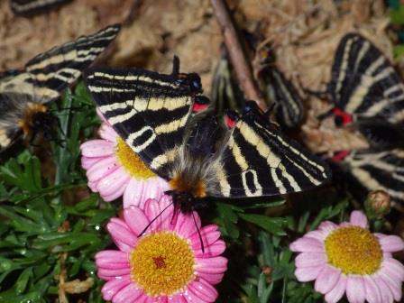 ピンク色の花に集まる3匹の蝶の写真