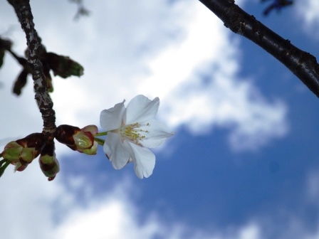 白い桜の花が一輪と青空の写真