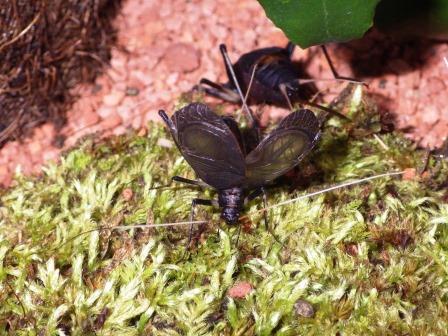 鈴虫が草の上で羽を広げている様子の写真