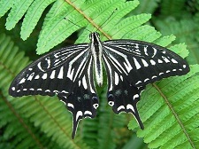 白黒の縞模様が特徴的なナミアゲハの写真