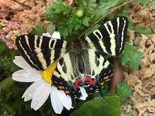 ギフチョウ