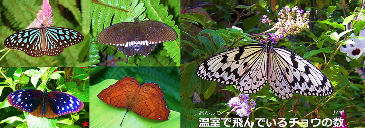 温室に飛んでいる蝶の数