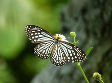 少し青色が薄いヒメアサギマダラ