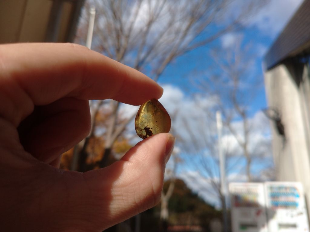 （イメージ）昆虫館虫入りコパル磨き
