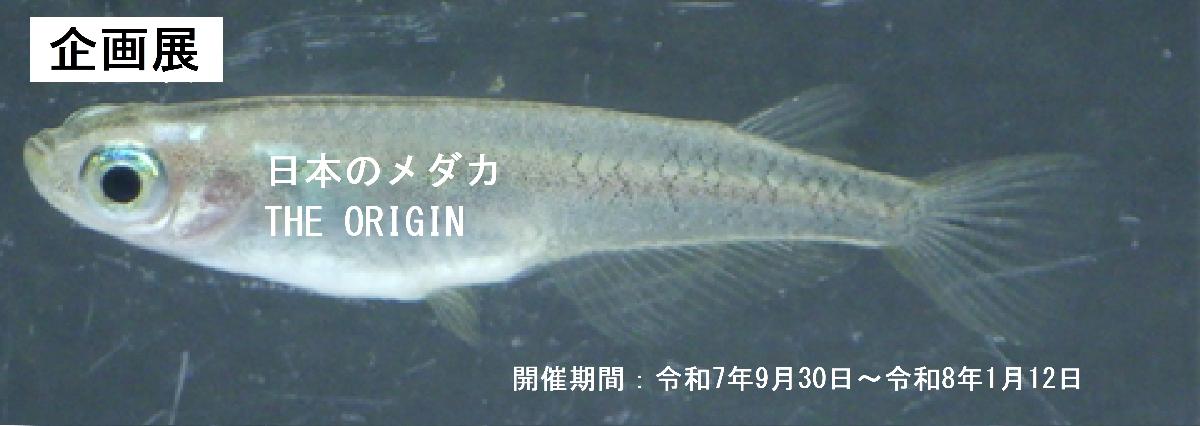 日本のメダカ