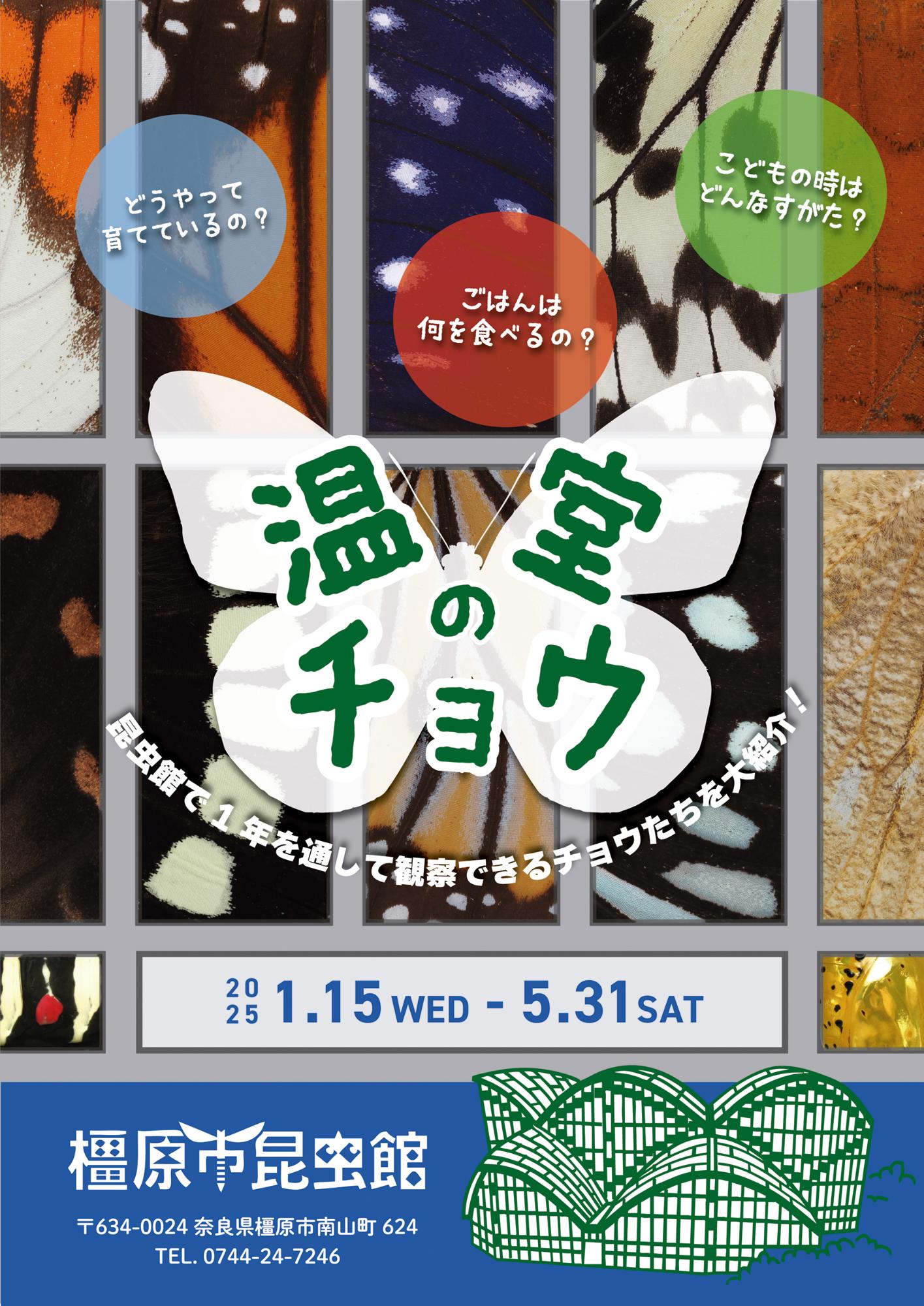 企画展温室のチョウ