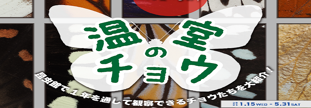 温室のチョウ