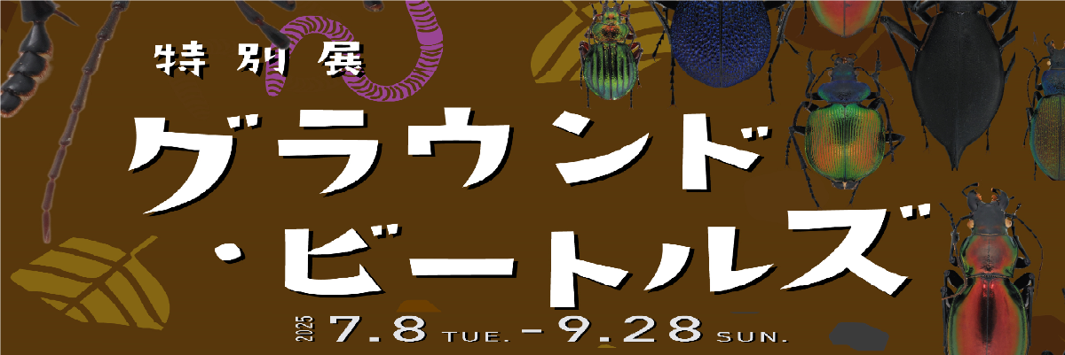 グラウンドビートルズ