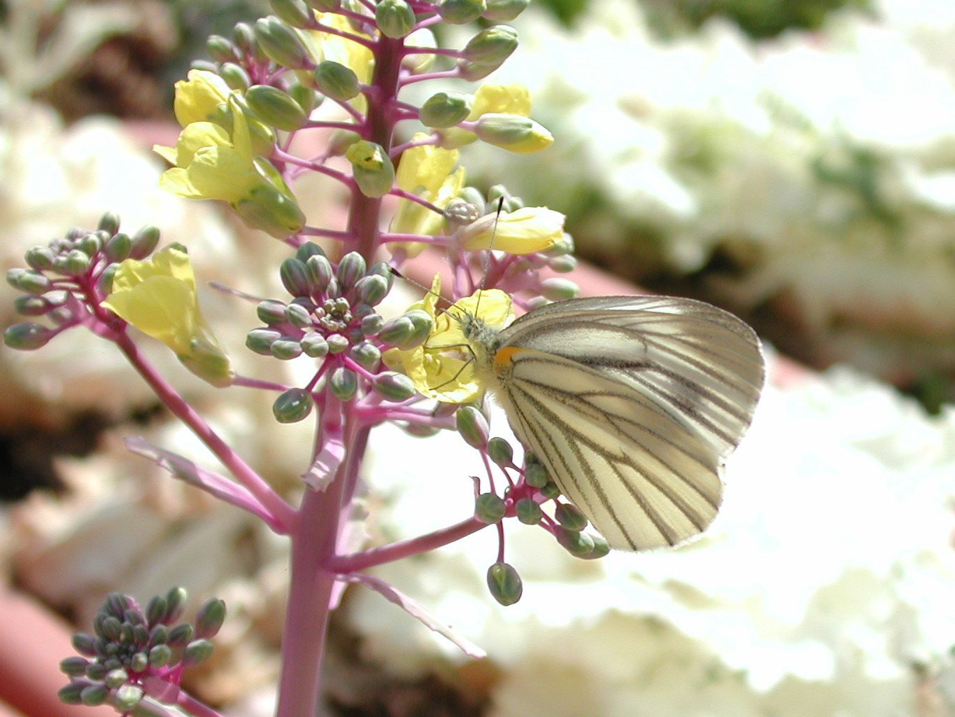 （イメージ）春の虫さがし遠足