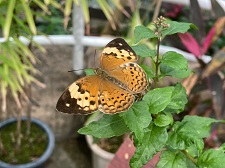 タイワンキマダラ