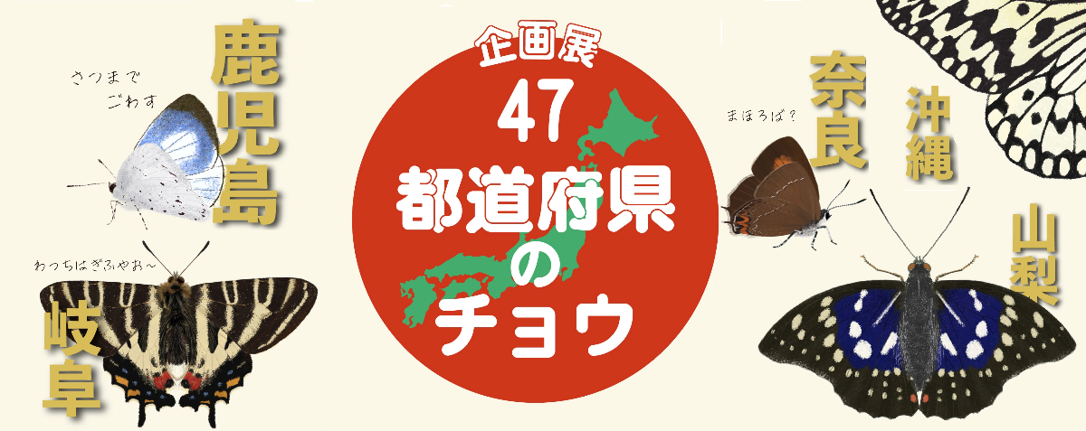 企画展47都道府県の蝶
