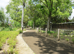 道沿いに木が生えている今井西環濠広場の遊歩道の写真