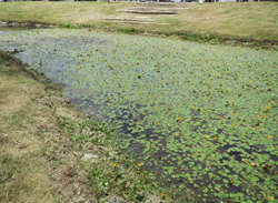 水面に水草が浮かぶ風景の写真