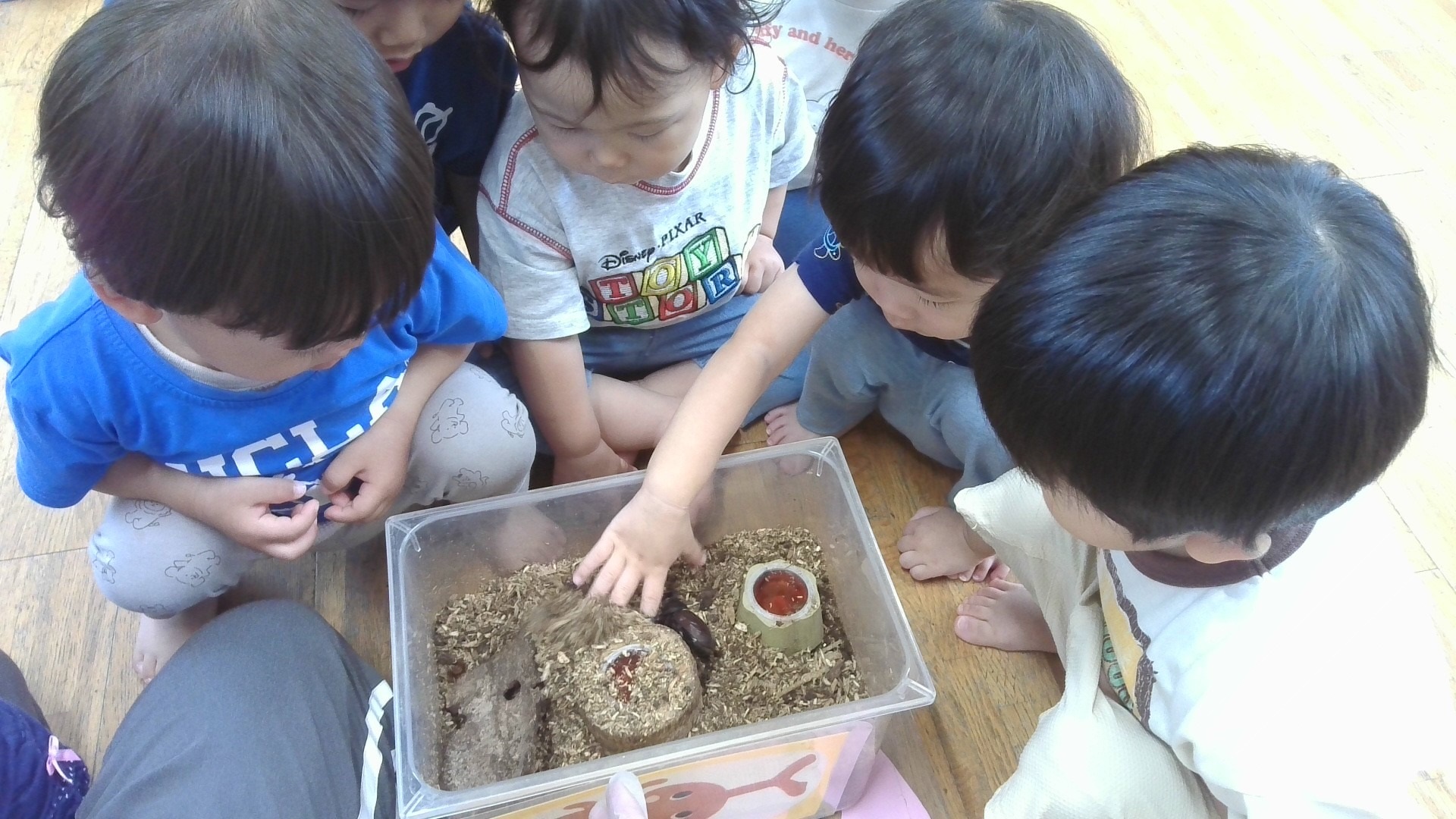 ねえ、ねえ、かぶとむしがいるよ