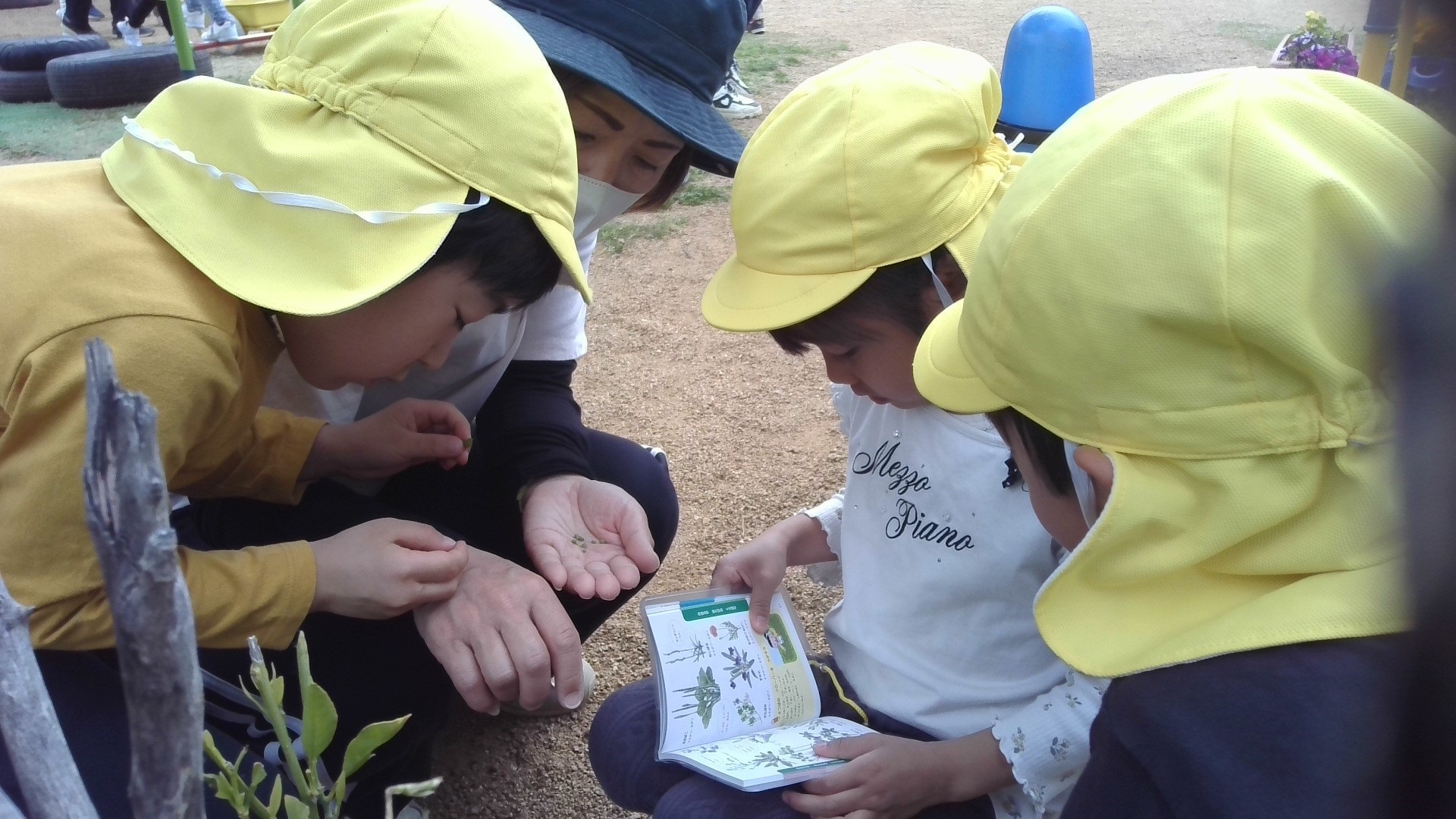 何の虫かな 調べてみよう