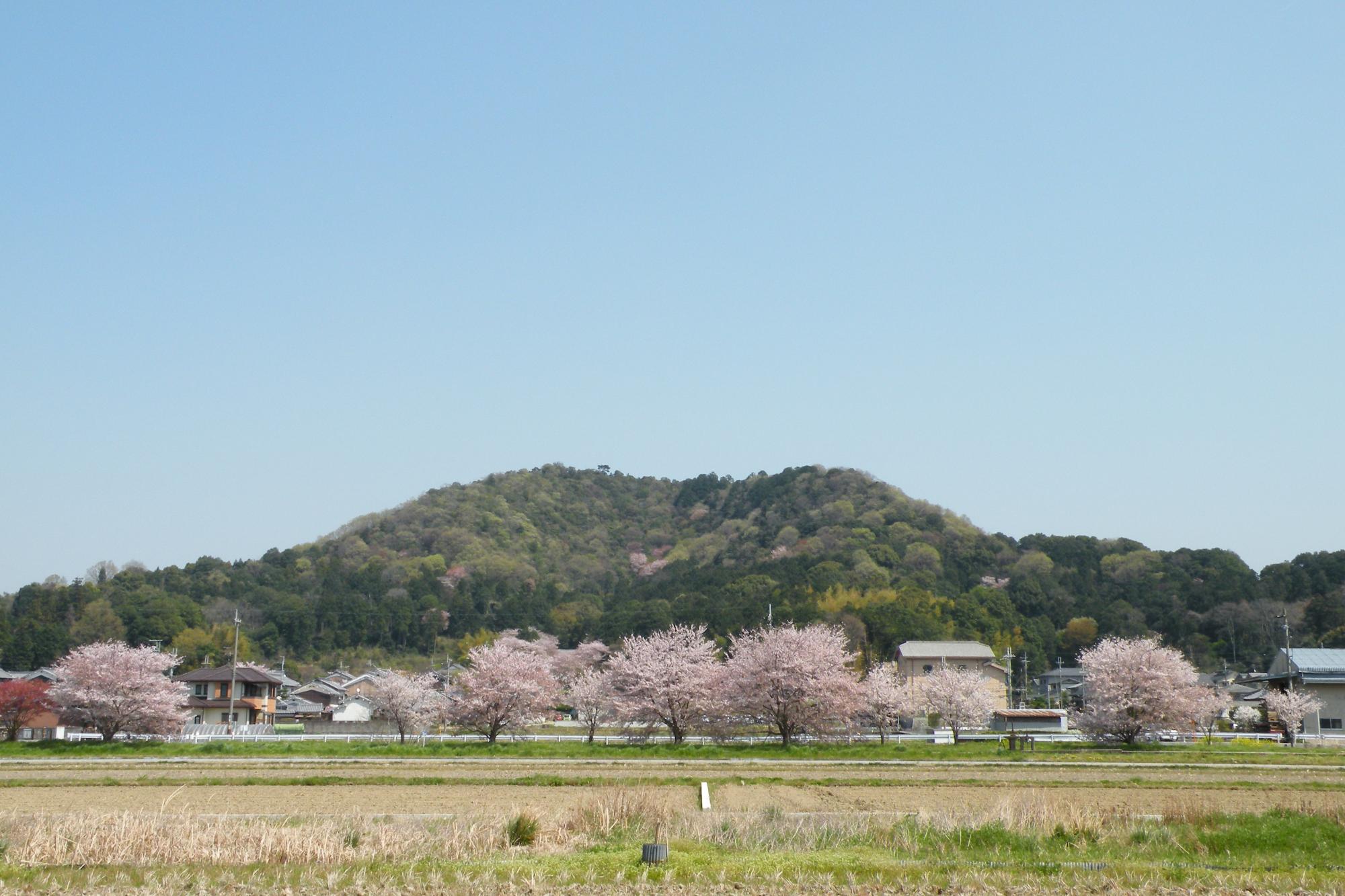 春の畝傍山