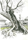 横大路「三輪神社 （御神木の欅）」が描かれた絵はがき（セピア調）