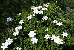 白色で小さいくちなしの花がたくさん咲いている様子