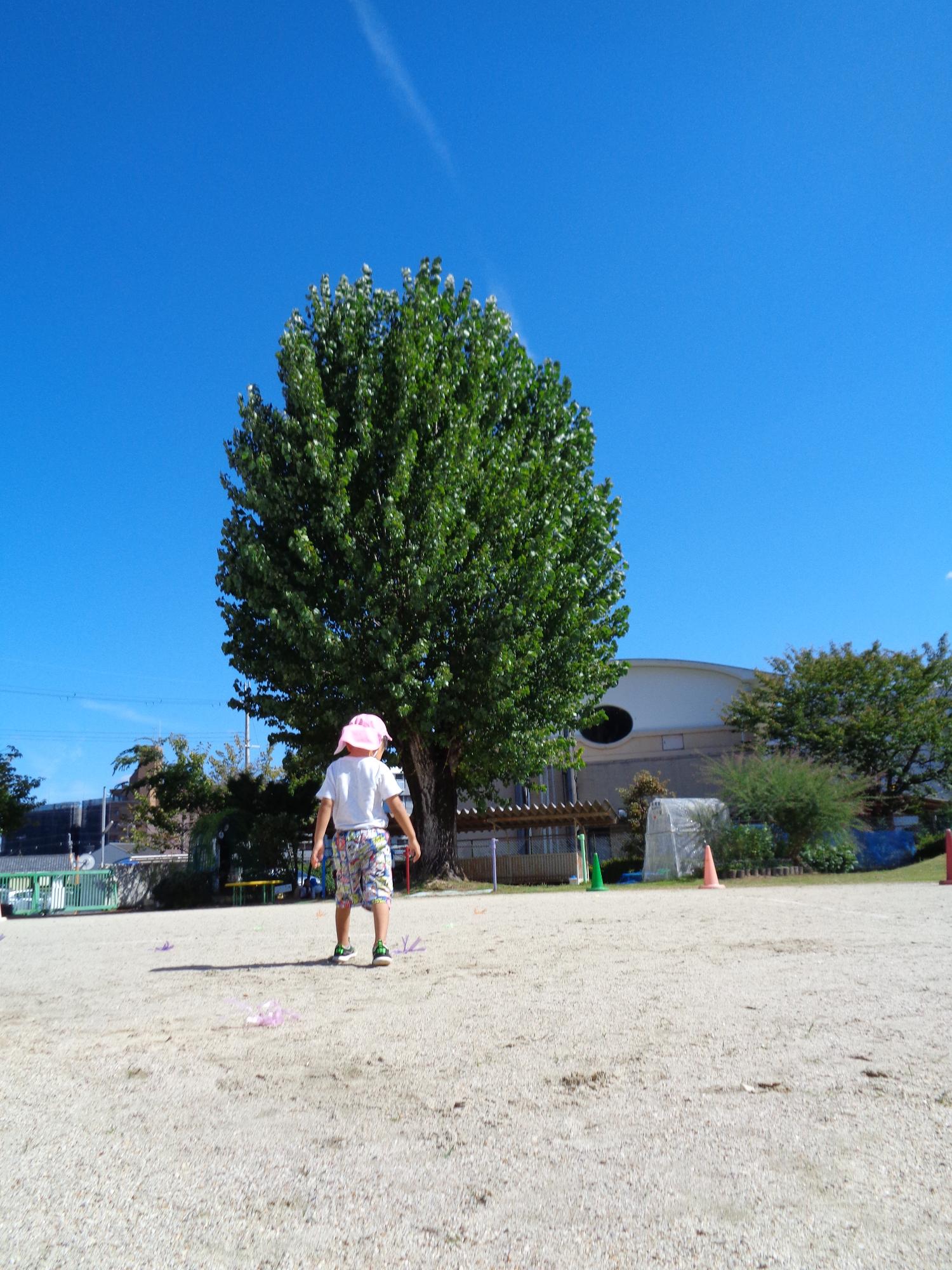 畝傍幼稚園ポプラの木