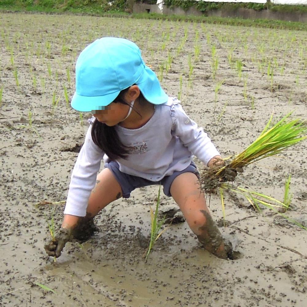 田植え