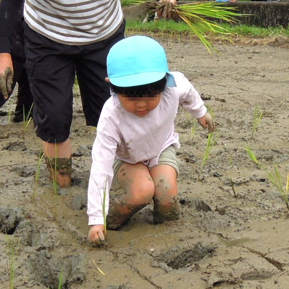 田植え