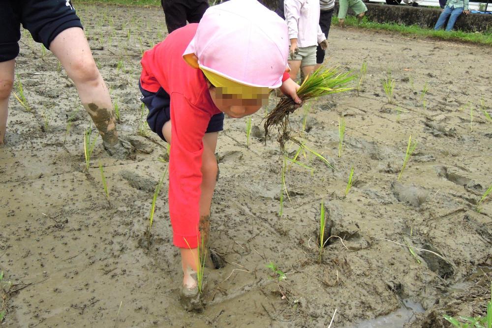 田植え