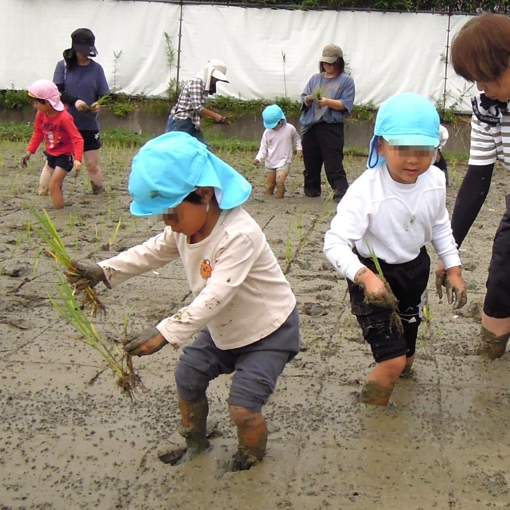 田植え