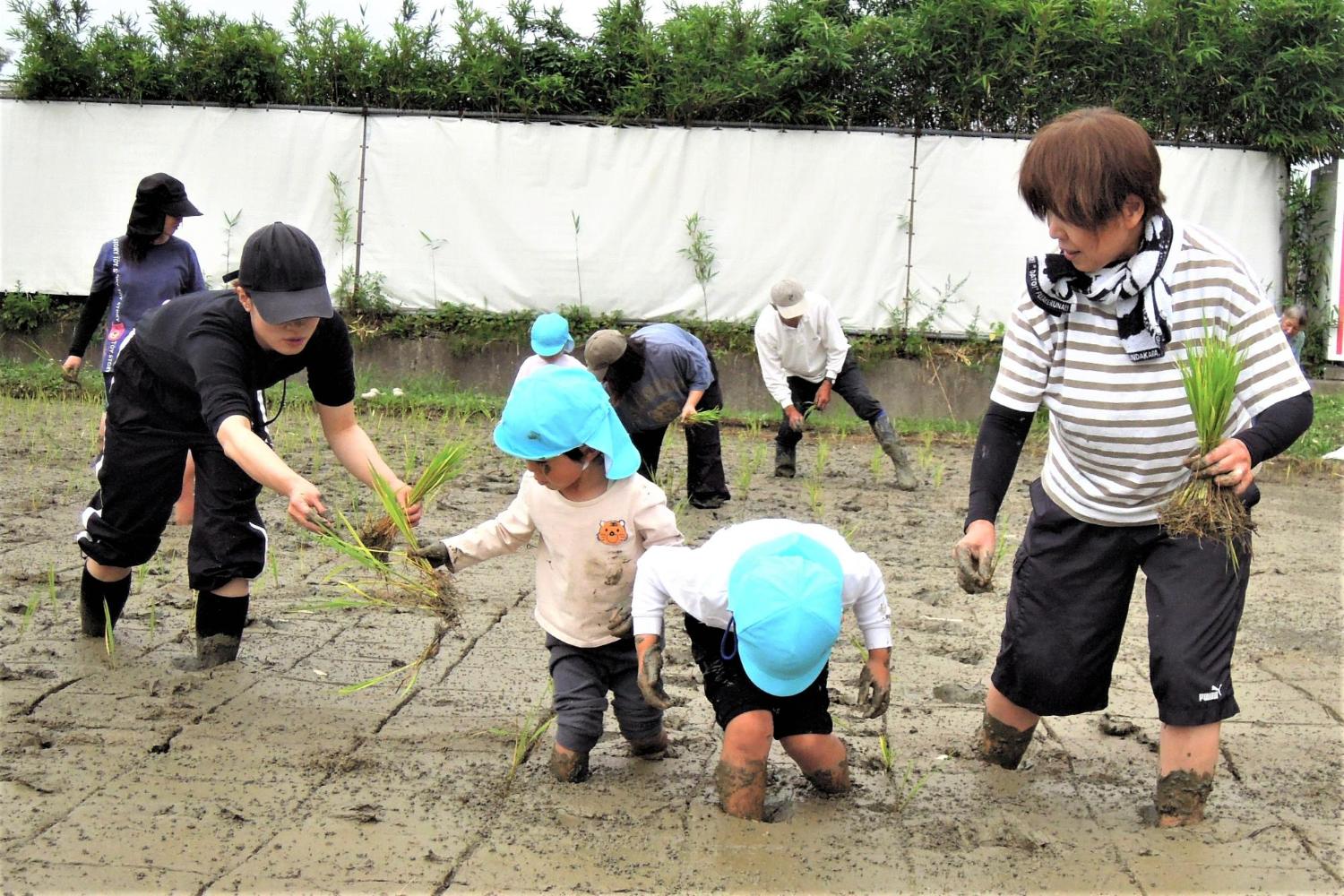 田植え