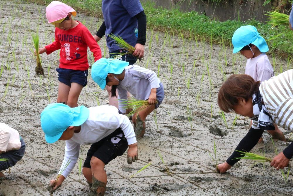 田植え