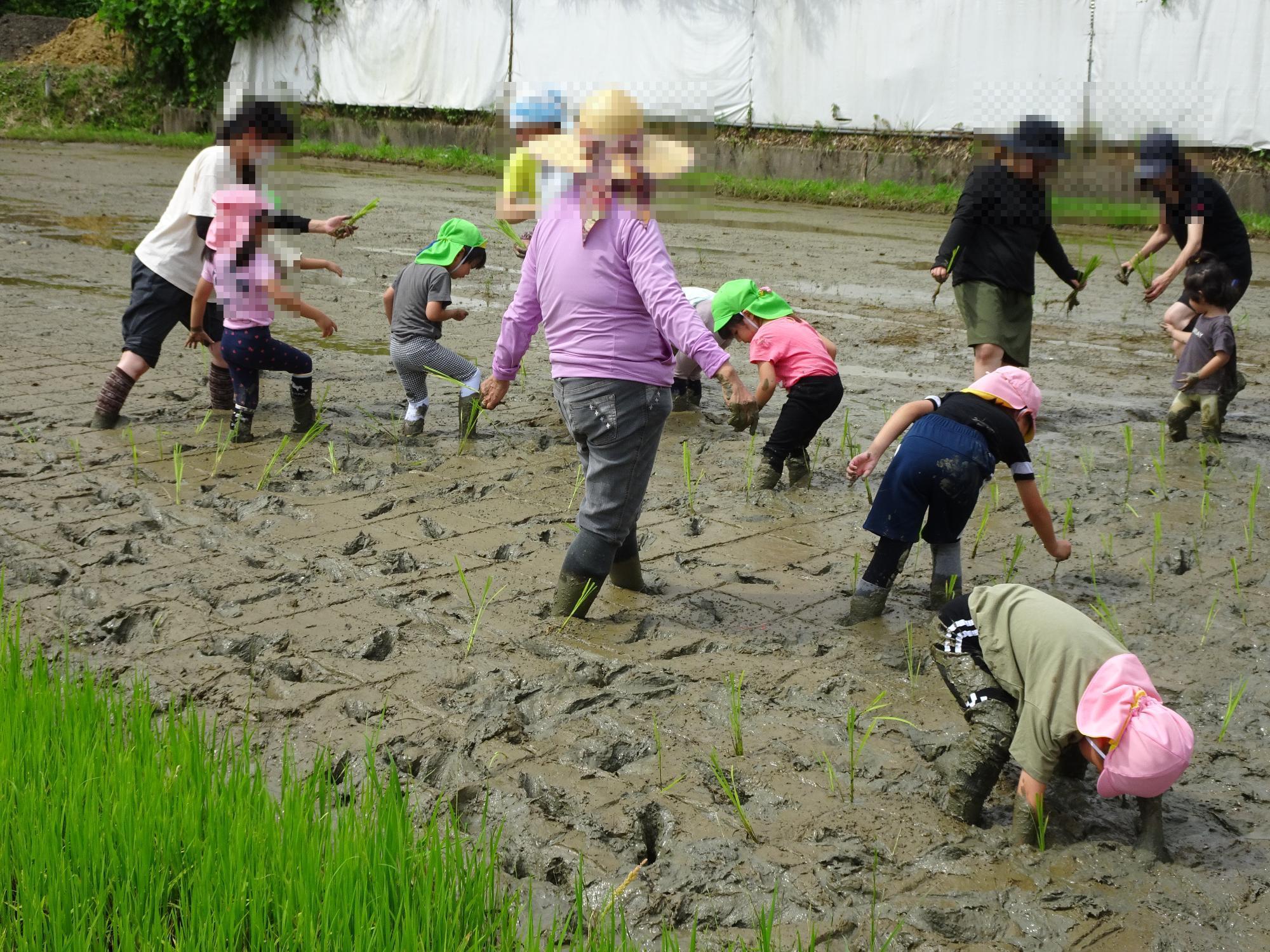 田植え