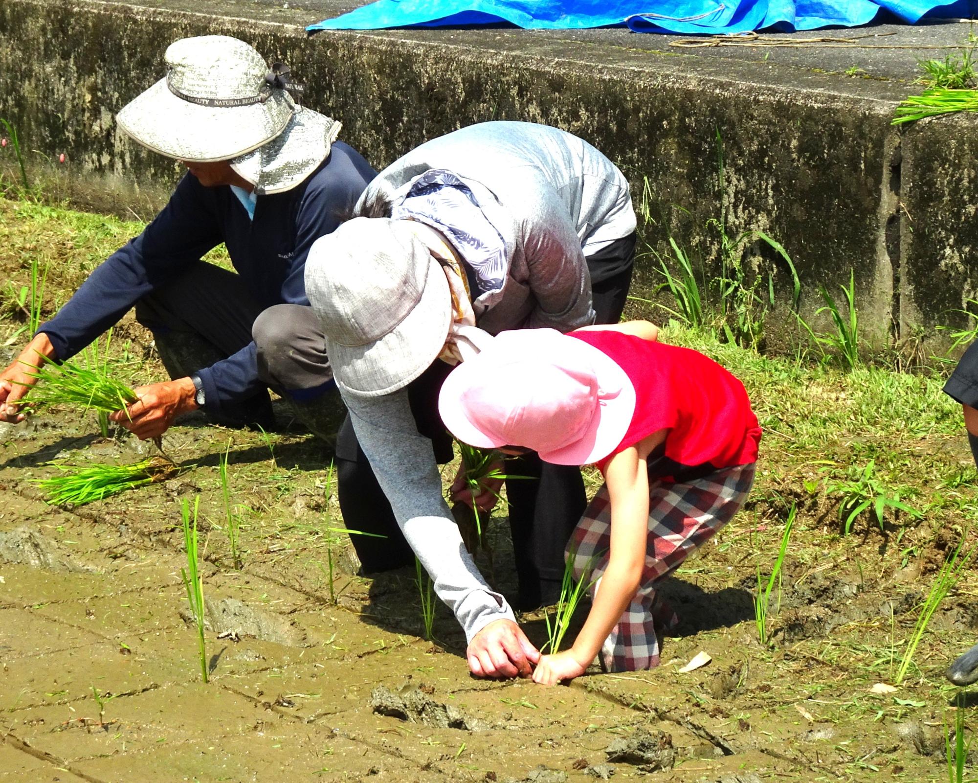 田植え