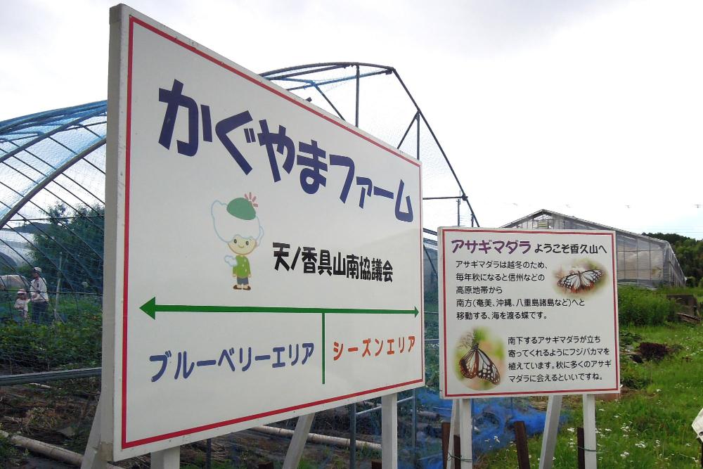 ジャガイモ掘り