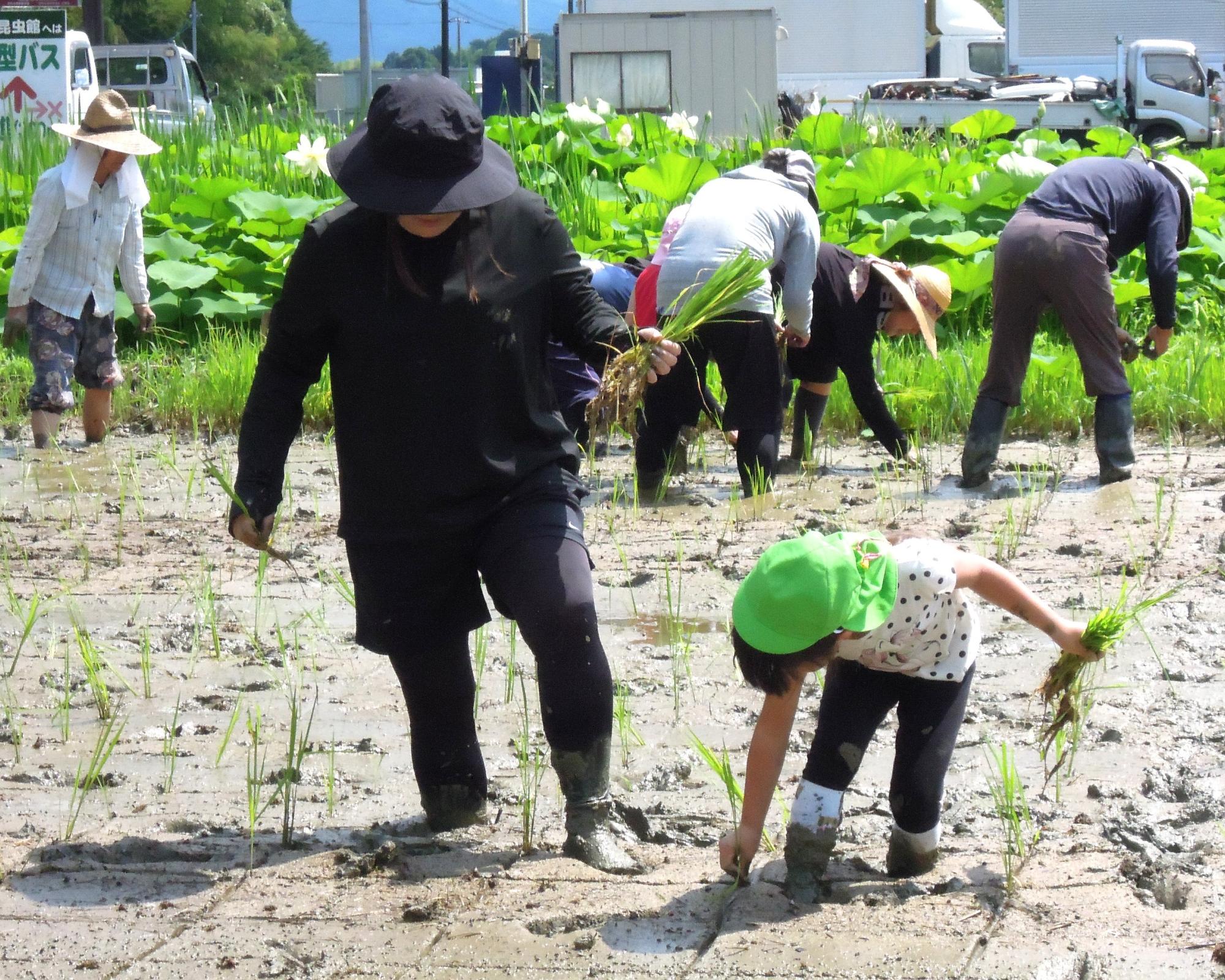 田植え