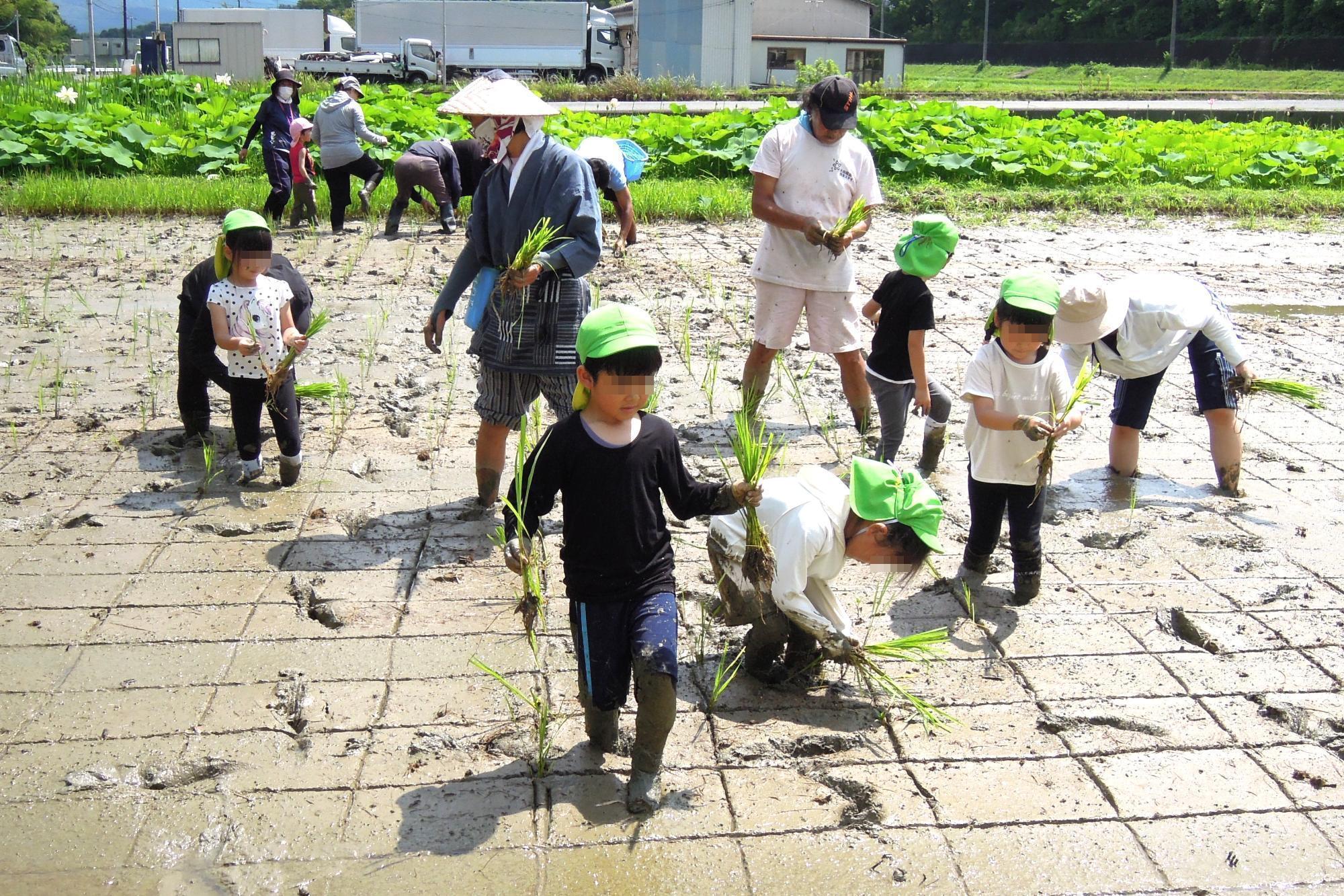 田植え
