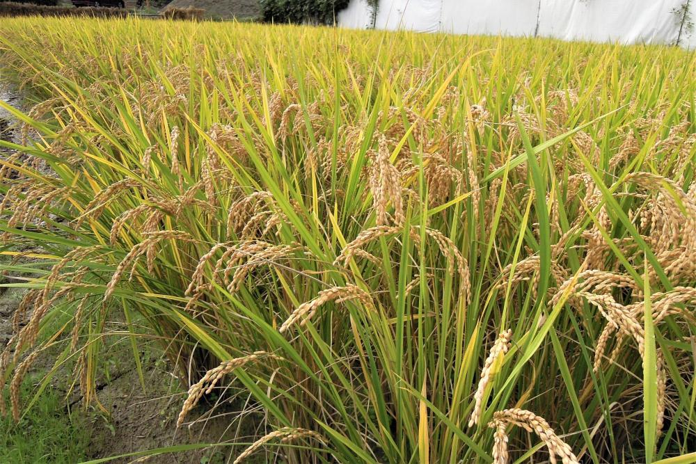稲刈り