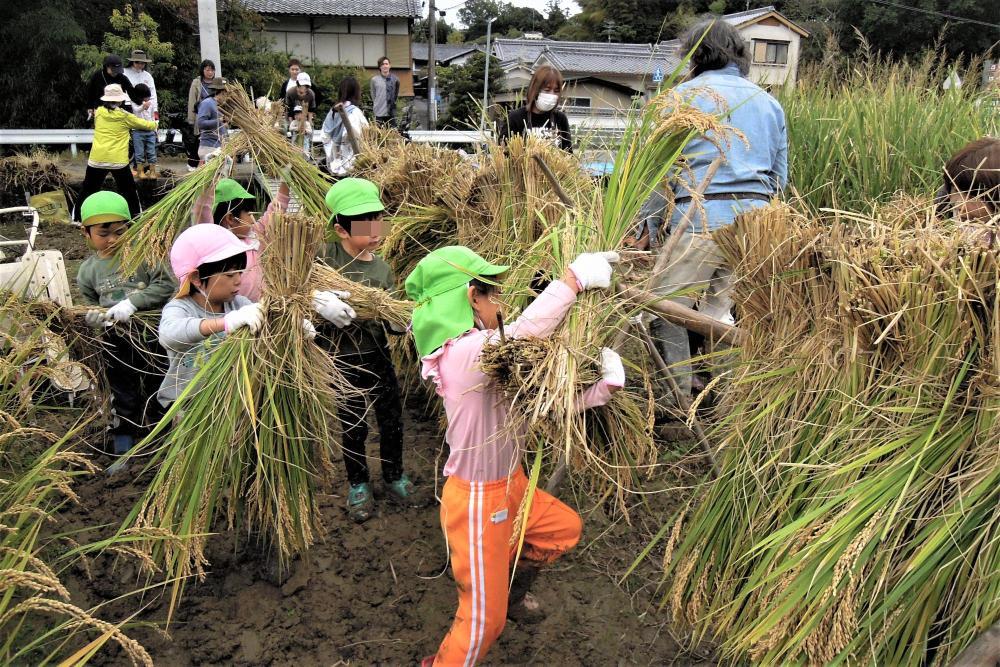 稲刈り・はざがけ