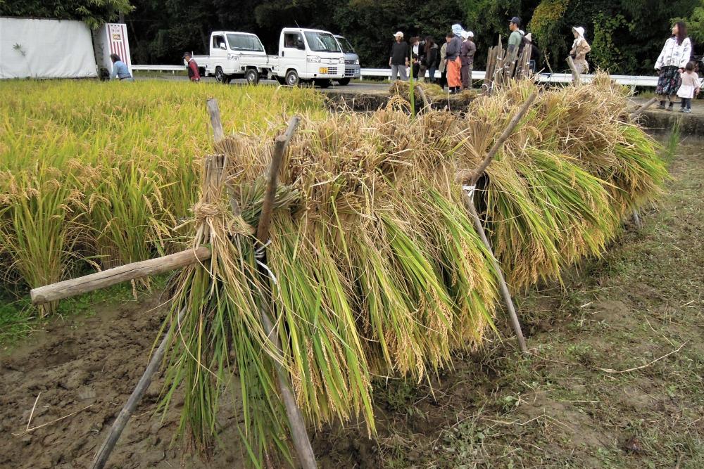 稲刈り