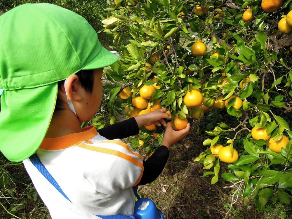 ミカン狩り