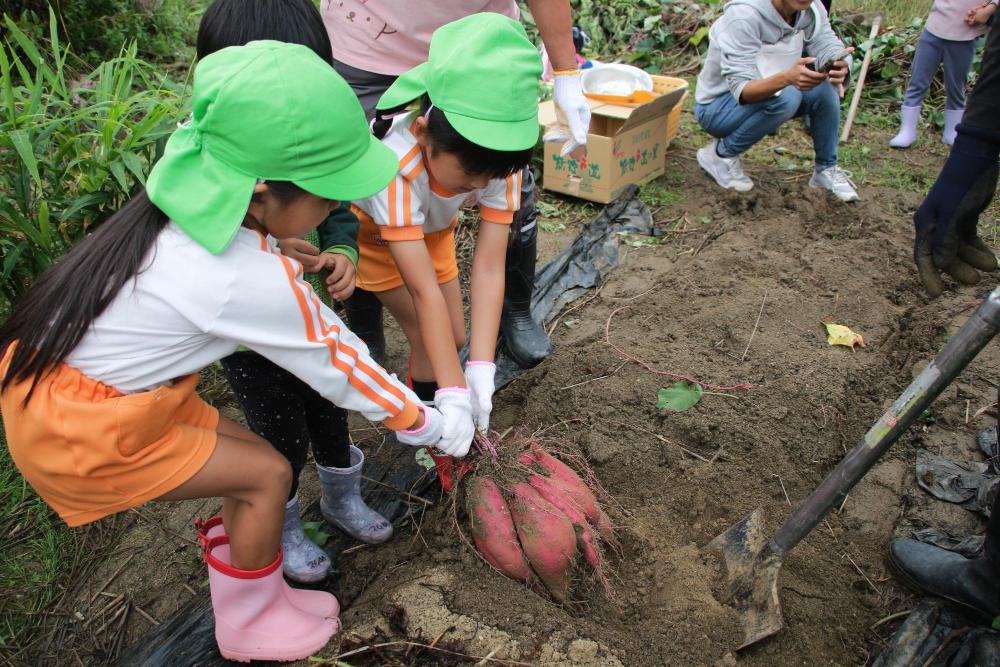 さつまいも掘り