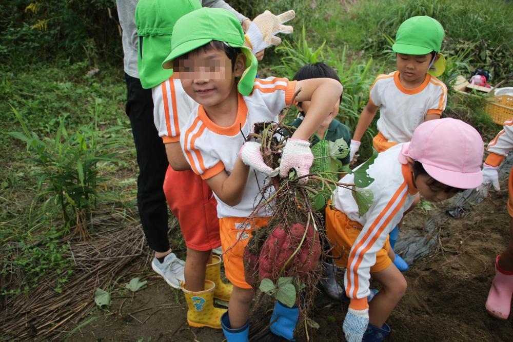 さつまいも掘り