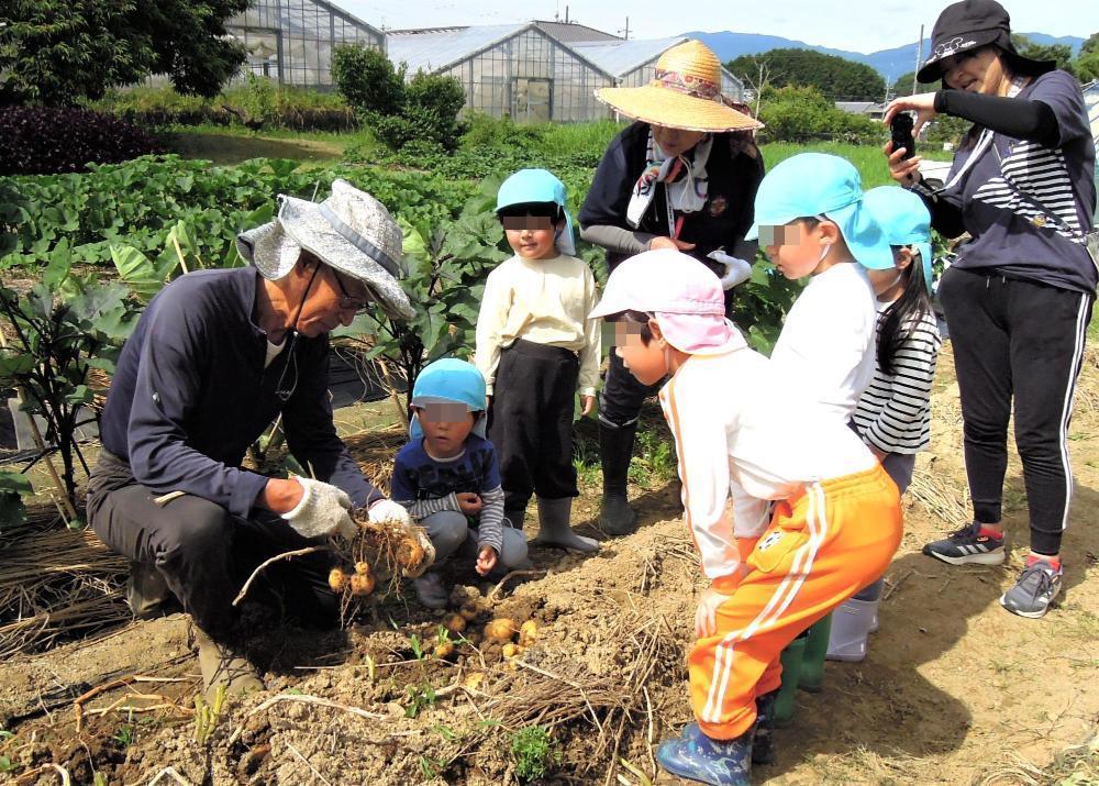 じゃがいも掘り