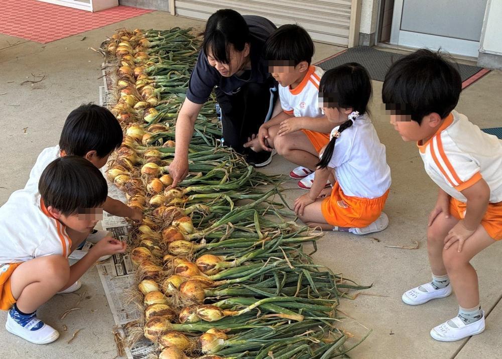 玉ねぎ掘り