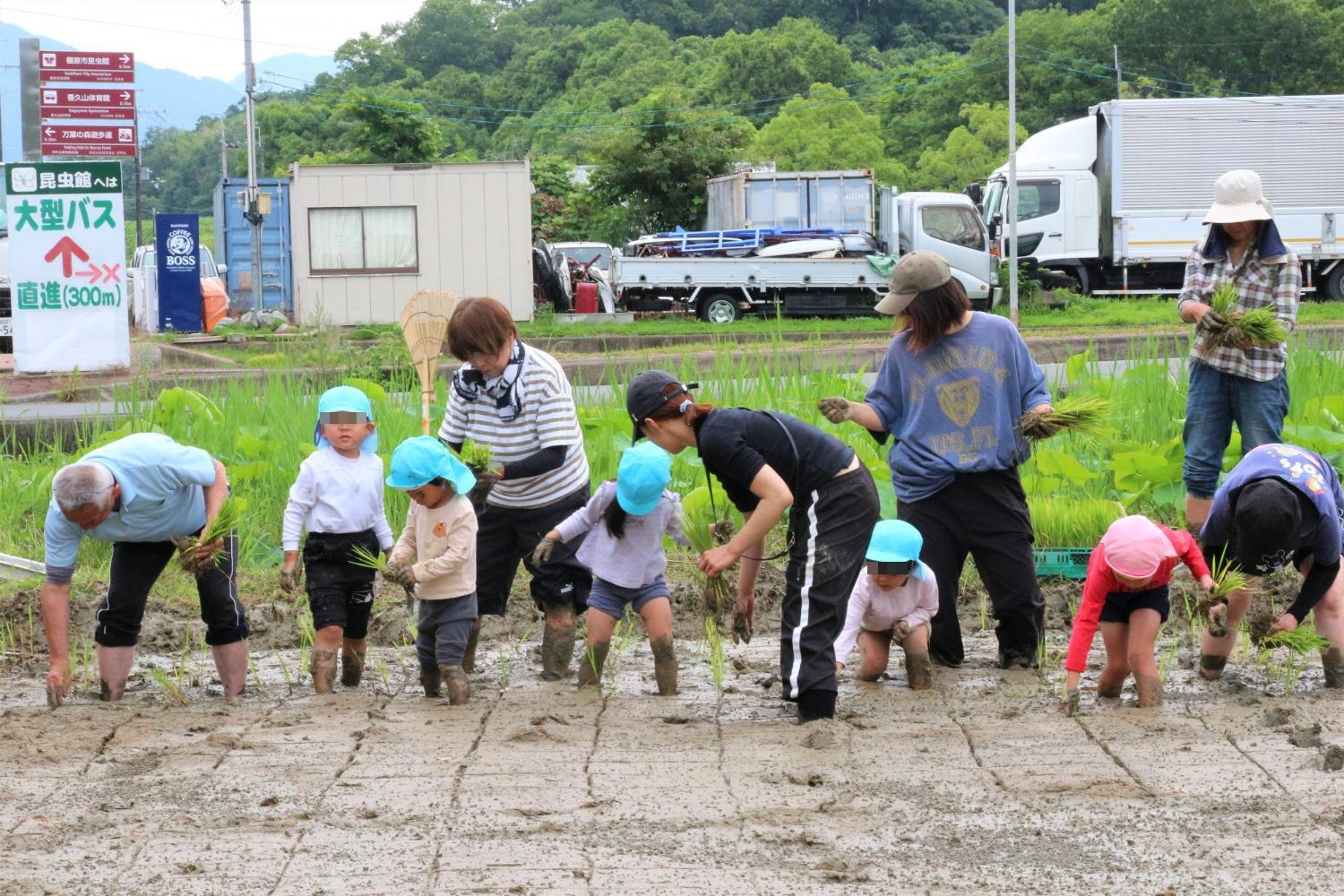 田植え